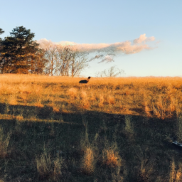 expressionist serene wildlife