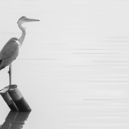 minimalist dreamy wildlife