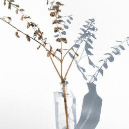 minimalist dreamy still life
